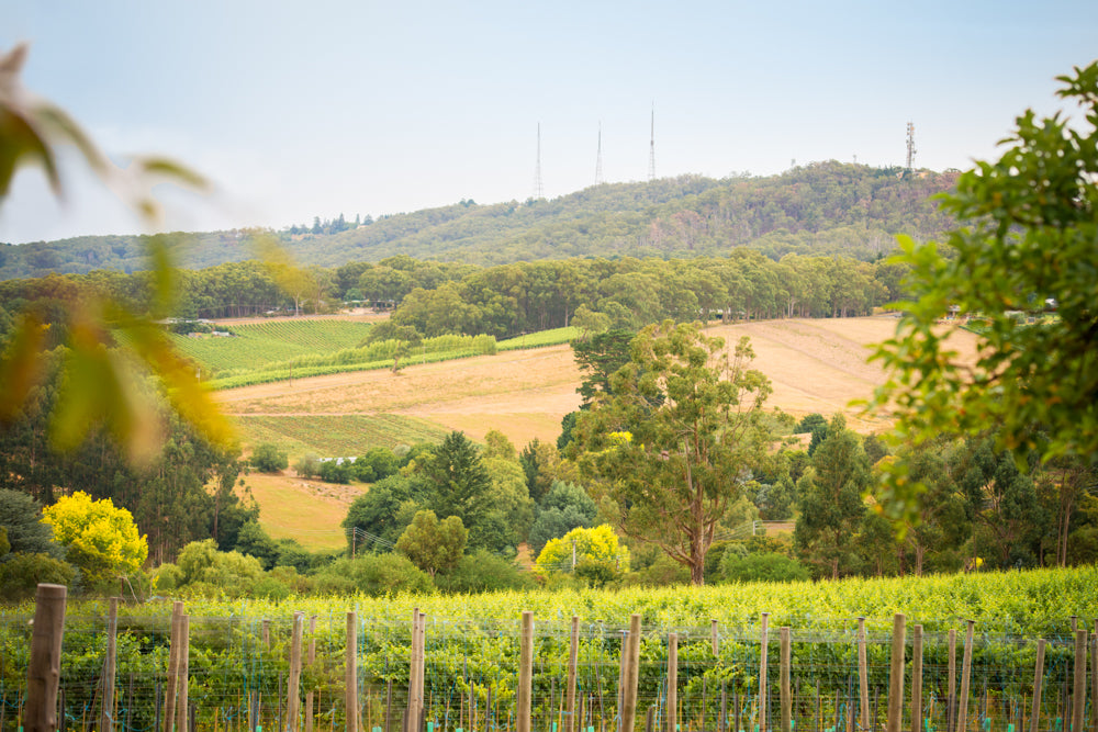 Ashton Hills Vineyard